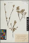Foto von Salix lapponum L. x Salix repens L.
